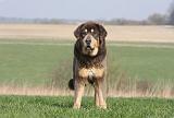 DOGUE DU TIBET 321